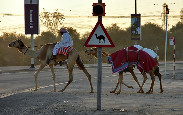 camile in dubia