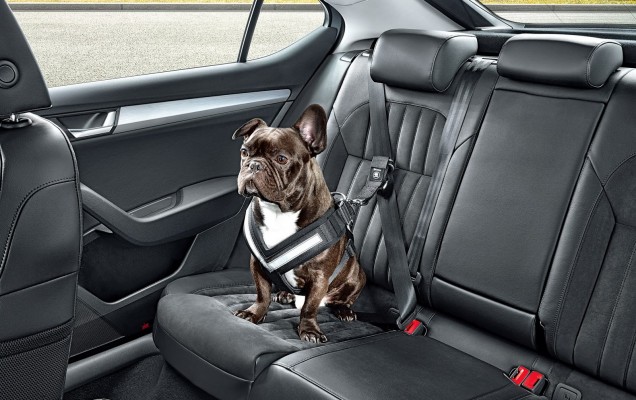 skoda-accessories-dogs-2