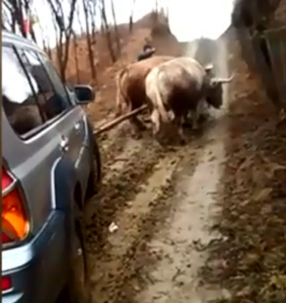 O lăuză dusă la doctor cu mașina trasă de boi