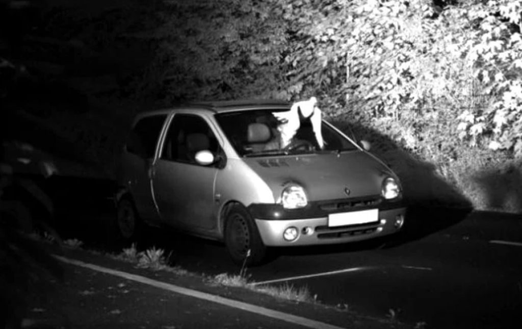 Cum a fost salvat un șofer vitezoman de o pasăre